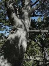 Load image into Gallery viewer, Whitebark Pine | The Jonsteen Company