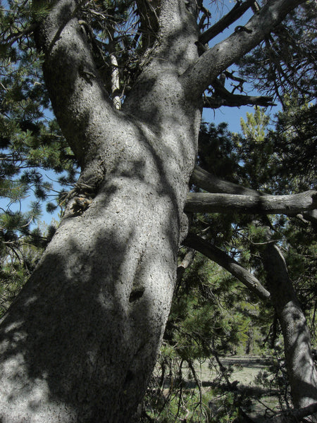 Whitebark Pine | Seed Grow Kit | The Jonsteen Company