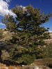Whitebark Pine | Seed Grow Kit | The Jonsteen Company