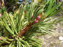Load image into Gallery viewer, Whitebark Pine | The Jonsteen Company