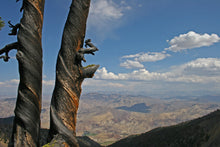 Load image into Gallery viewer, Whitebark Pine | The Jonsteen Company