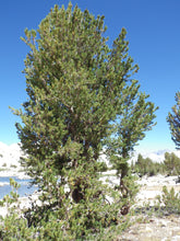 Load image into Gallery viewer, Whitebark Pine | Seed Grow Kit | The Jonsteen Company