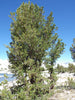 Whitebark Pine | Seed Grow Kit | The Jonsteen Company