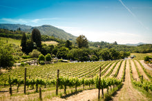 Load image into Gallery viewer, Trees of Wine Country | Collection of 5 Seedlings | The Jonsteen Company