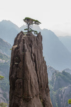 Load image into Gallery viewer, Yellow Mountain Pine | Small Tree Seedling | The Jonsteen Company