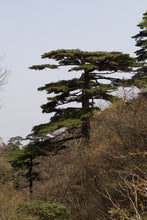Load image into Gallery viewer, Yellow Mountain Pine | Small Tree Seedling | The Jonsteen Company