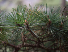 Load image into Gallery viewer, Yellow Mountain Pine | Small Tree Seedling | The Jonsteen Company
