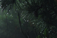 Load image into Gallery viewer, Yellow Mountain Pine | Small Tree Seedling | The Jonsteen Company