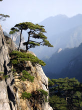 Load image into Gallery viewer, Yellow Mountain Pine | Small Tree Seedling | The Jonsteen Company