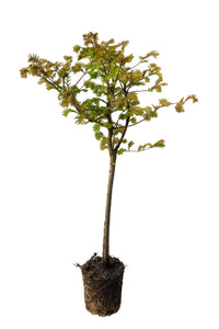 Bonsai Special | Dawn Redwood (A2) | The Jonsteen Company