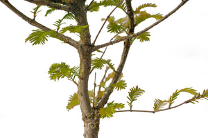Bonsai Special | Dawn Redwood (A2) | The Jonsteen Company