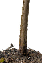 Load image into Gallery viewer, Bonsai Special | Dawn Redwood (A2) | The Jonsteen Company