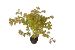 Bonsai Special | Dawn Redwood (A2) | The Jonsteen Company