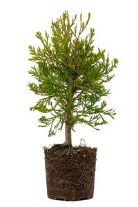 Bonsai Special | Incense Cedar (A4) | The Jonsteen Company