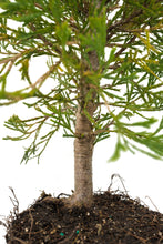 Load image into Gallery viewer, Bonsai Special | Incense Cedar (A4) | The Jonsteen Company