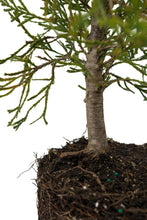 Load image into Gallery viewer, Bonsai Special | Incense Cedar (A4) | The Jonsteen Company