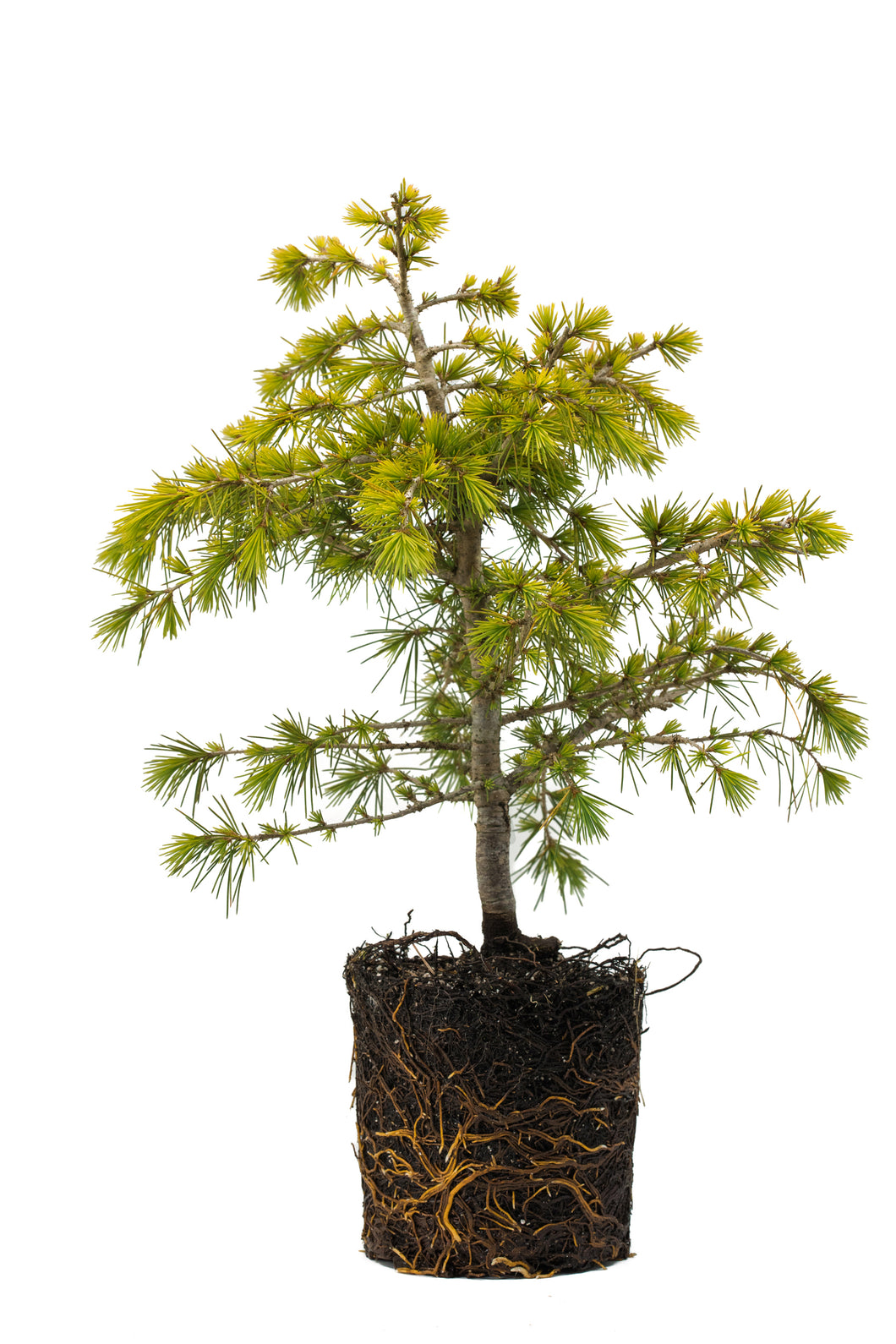 Bonsai Special | Deodar Cedar (A6) | The Jonsteen Company