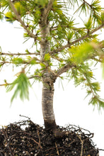 Load image into Gallery viewer, Bonsai Special | Deodar Cedar (A6) | The Jonsteen Company