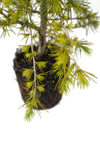 Load image into Gallery viewer, Bonsai Special | Deodar Cedar (A6) | The Jonsteen Company