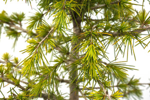 Bonsai Special | Deodar Cedar (A6) | The Jonsteen Company