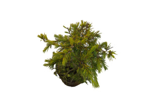 Bonsai Special | Deodar Cedar (A8) | The Jonsteen Company