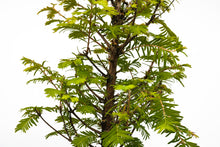 Load image into Gallery viewer, Bonsai Special | Dawn Redwood (A10) | The Jonsteen Company