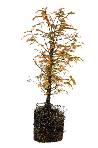 Bonsai Special | Dawn Redwood (A10)