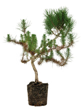 Load image into Gallery viewer, Bonsai Special | Italian Stone Pine (A10)