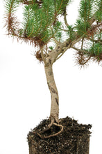 Load image into Gallery viewer, Bonsai Special | Italian Stone Pine (A10)