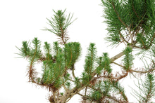 Load image into Gallery viewer, Bonsai Special | Italian Stone Pine (A10)