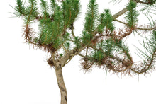Load image into Gallery viewer, Bonsai Special | Italian Stone Pine (A10)