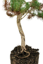 Load image into Gallery viewer, Bonsai Special | Italian Stone Pine (A10)