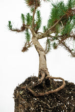Load image into Gallery viewer, Bonsai Special | Italian Stone Pine (A10)