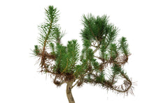 Load image into Gallery viewer, Bonsai Special | Italian Stone Pine (A10)