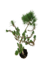 Load image into Gallery viewer, Bonsai Special | Italian Stone Pine (A10)