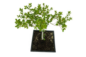 Bonsai Special | Coast Live Oak (A1)