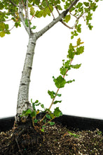 Load image into Gallery viewer, Bonsai Special | Coast Live Oak (A1)