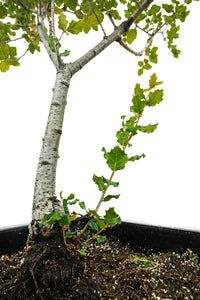 Bonsai Special | Coast Live Oak (A1)