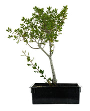 Load image into Gallery viewer, Bonsai Special | Coast Live Oak (A1)