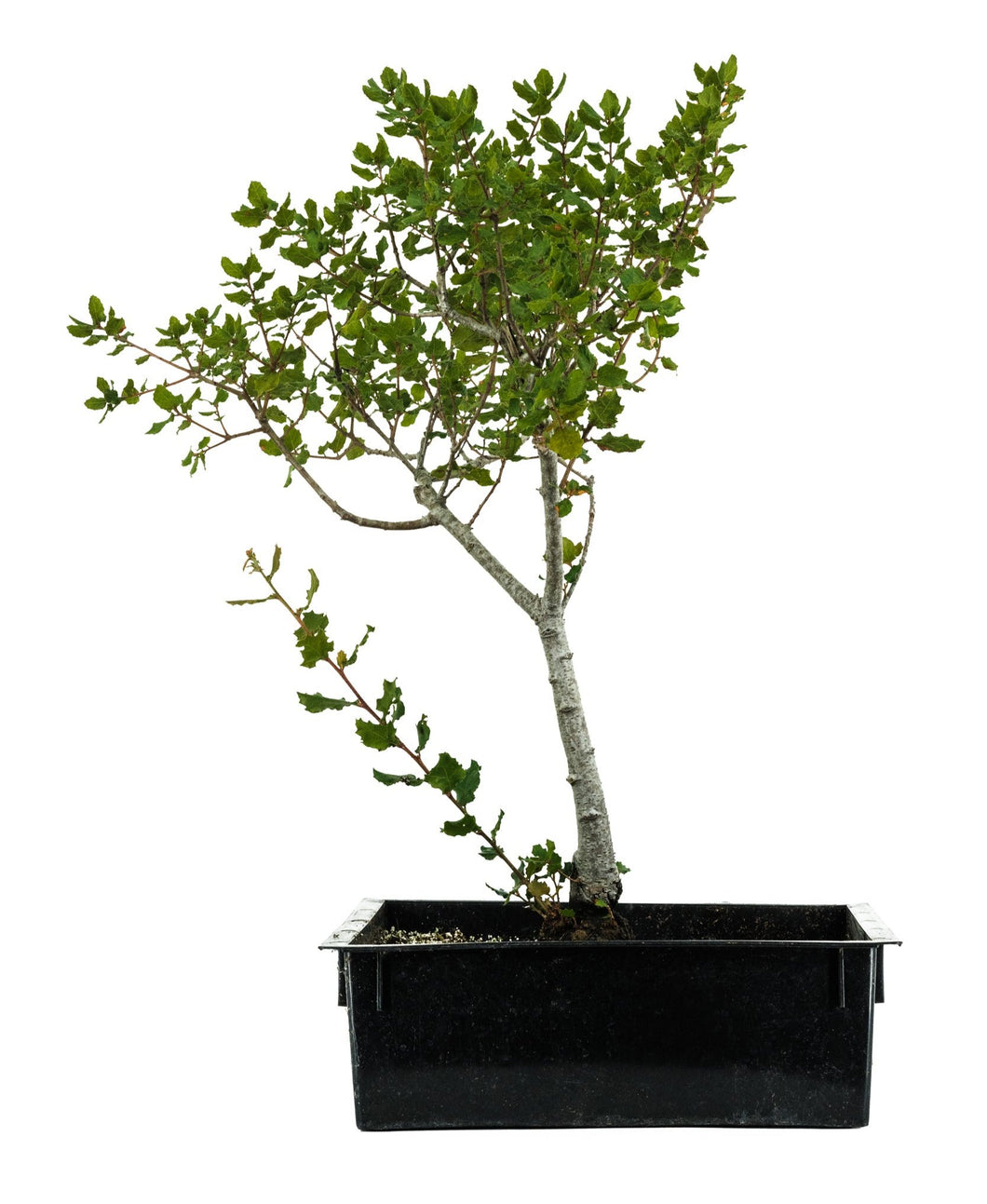 Bonsai Special | Coast Live Oak (A1)