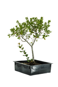 Bonsai Special | Coast Live Oak (A1)