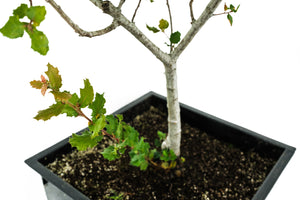 Bonsai Special | Coast Live Oak (A1)