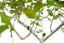 Load image into Gallery viewer, Bonsai Special | Coast Live Oak (A1)