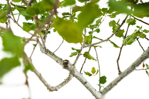 Bonsai Special | Coast Live Oak (A1)