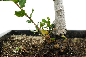 Bonsai Special | Coast Live Oak (A1)