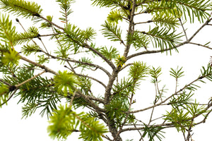 Bonsai Special | Douglas-Fir (A1) | The Jonsteen Company
