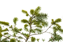 Load image into Gallery viewer, Bonsai Special | Douglas-Fir (A1) | The Jonsteen Company