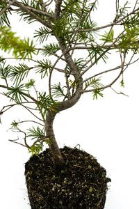 Bonsai Special | Douglas-Fir (A1) | The Jonsteen Company