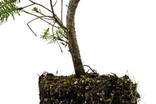 Load image into Gallery viewer, Bonsai Special | Douglas-Fir (A1) | The Jonsteen Company