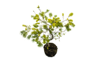 Bonsai Special | Douglas-Fir (A1) | The Jonsteen Company